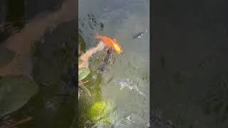 Leo feeding carp 3