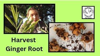 Harvesting & Wintering Ginger Root #preservingtheharvest #gardening24 #gingerroot