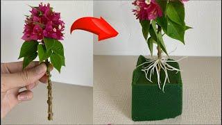 Propagating bougainvillea cuttings is extremely simple! Anyone can do it.