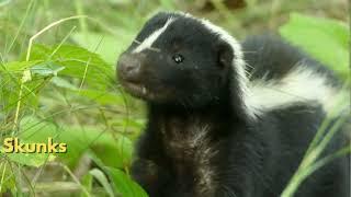 5 Surprising Skunk Facts You Didn't Know!