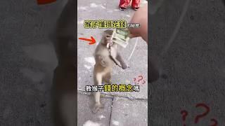 當猴子發現金錢的力量#冷知識 #搞笑 #科學實驗