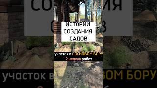 2 неделя ландшафтных работы на участке в Сосновом бору #shorts #ландшафтныйдизайн