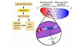 Drosophila genetics | drosophila segmentation genes | homeotic genes | gap genes | pair rule genes