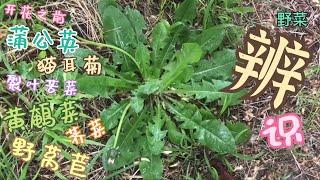 蒲公英 猫耳菊 裂叶苦菜 荠菜 黄鹌菜 野莴苣 辨别