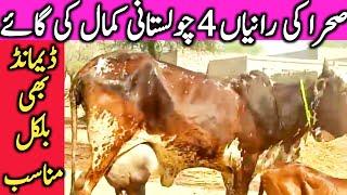 Best Quality Cholistani Sahiwal Cow Farm Near Luden Cow Mandi Hasil Pur || Global Village Farming