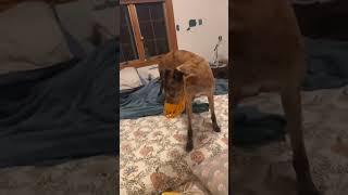 The funniest pet video of the year！#cat #dog #pets #funny #ViralMusic #trending