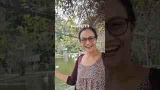 หงส์ขาว #กดติดตาม #กดไลท์กดแชร์
