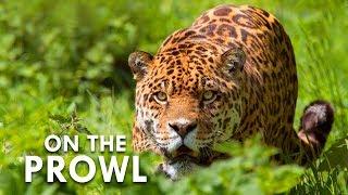 The Weird Wildlife Of Costa Rica | Animalogic Wild