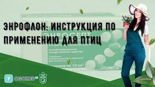 Энрофлон: инструкция по применению для птиц