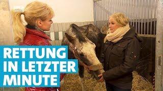 Yvonne rettet sechs Pferde vor dem Verhungern