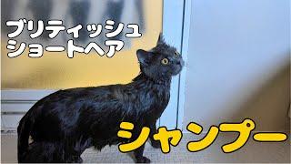 猫をお風呂に入れるとこうなります【ブリティッシュショートヘア】