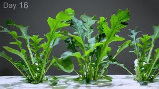 Growing Arugula from Seed  Time Lapse - 20 Days in 1 minute