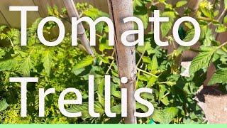 Quick & Easy TOMATO TRELLIS using BAMBOO to grow vertically 3x bigger plants!