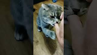 Який ти на смак, людино? My cat  eats me #україна #cat #котики #shorts