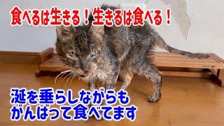 【白血キャリアで衰弱していた猫を保護しその後】とにかく見てください！