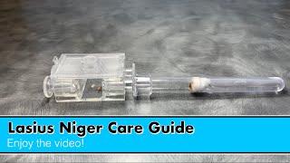 Lasius Niger care guide (How to keep Lasius Niger ants as pets)