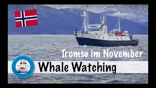 Whale Watching Tromsø | Norwegen | Weltreise | Van Umbau