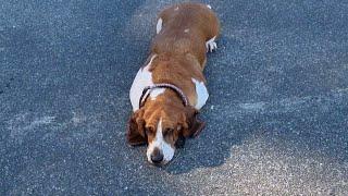 Flat Basset! *Trigger warning