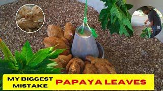 How to start Poultry Farming | Papaya Leaves |Negatives/Positives