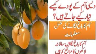 Desi mango plants in Pattoki || How to turn mango into your favorite variety || Complete detail