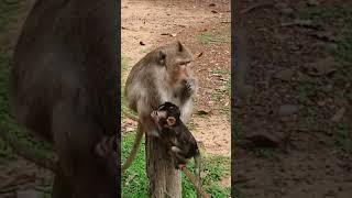 #monkey #shorts