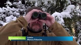 Stunde der Wintervögel mit dem NABU-Burgsädt