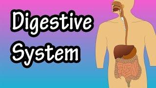 What Is The Digestive System - How The Digestive System Works - Digestive System Function