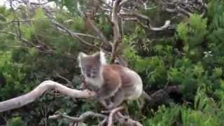 koala.MOV