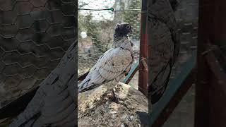 BOĞMA HÜNKARİ YAVRULARI #pigeon #güvercin #pigeons