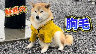 【雨の日の柴犬とハスキーの癖が強すぎた】