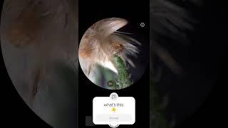 #wow  ZOOMX-SCOPE-XO channel subscribe & like & share#