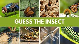 Guess The Insect Quiz | Guess 25 Insect