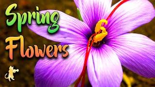 Beautiful Spring Flowers Blooming  Colorful Nature Scenery & Relaxing Music for Stress Relief