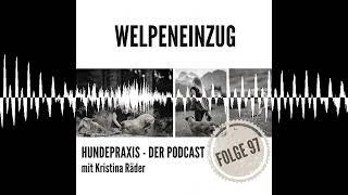 Welpeneinzug in die Mehrhundehaltung - Hundepraxis - der Podcast