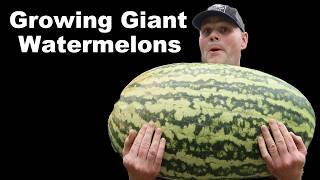 Growing A GIANT Watermelon In My Garden. How Heavy Is This Thing?