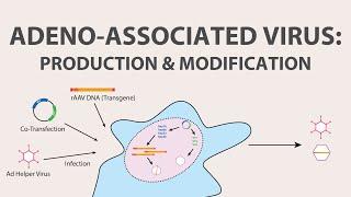 2) Adeno Associated Virus (AAV) - Production and Modification of AAV