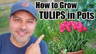 How to Grow TULIPS in Pots