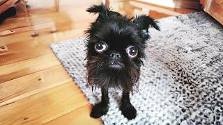 Affenpinscher  The Monkey-Faced Dog!