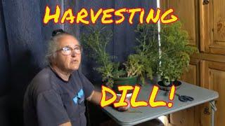 Harvesting Dill Weed From Indoor Grow #everybitcountschallenge