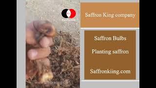 Planting saffron - King Business Company