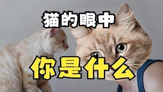 猫的眼中 你是什么