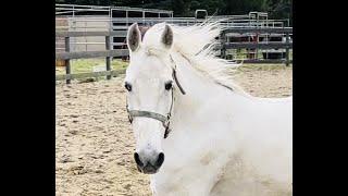 Riding  Your  New  Horse  - Round Pen Routine -Tennessee  Walking Horse - Minnie