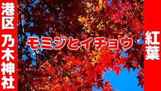 乃木神社今日追撮してきた２０２４年１２月８日紅葉の参考に　Additional photography of autumn leaves! For reference of autumn leaves