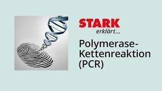 PCR – Polymerase-Kettenreaktion | STARK erklärt