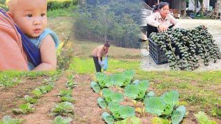 Single mother harvests giant fruit, takes care of children, plants garden