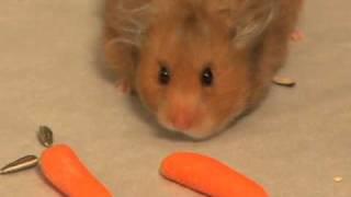 Smoke - The Amazing Hamster Storing Food