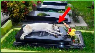 Dogs Who Didn't Abandon Their Owners After Death!