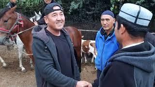 angren Mol bozori bugungi narxlar bilan tanishing 26.09.2024 #horse #qoyboqish #animals #bozor #rek