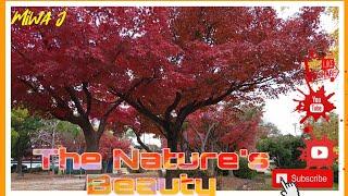 The Nature 's Beauty