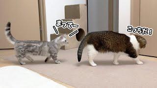 まるで本当の親子のようになった子猫そらくんと親子猫！